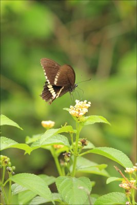 ShuiHau039.jpg
