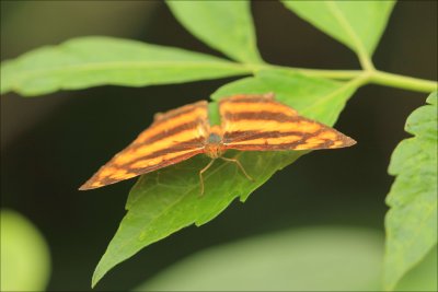ShuiHau043.jpg