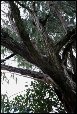 NSW0060.jpg
