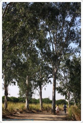 NSWPt20440.jpg