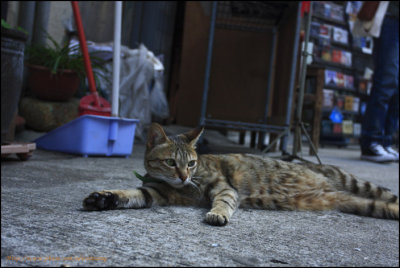 Tai_O016.jpg