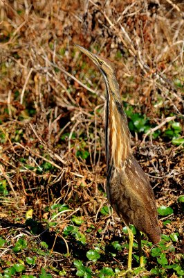 american bittern.jpg