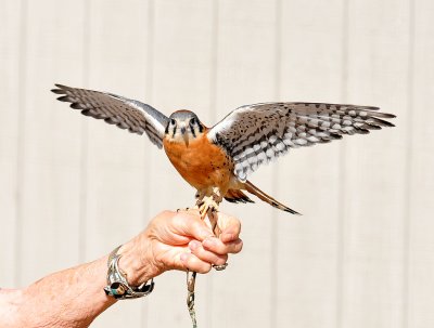 male kestrel.jpg