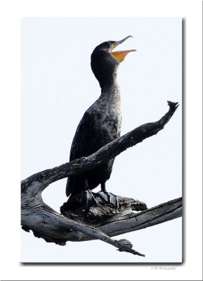 Cormorant