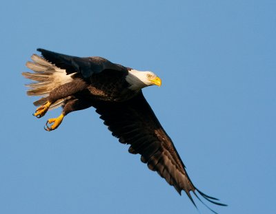 Bald Eagle