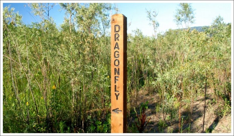 Take the Dragonfly trail to the lagoon & sand island
