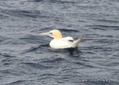 Northern Gannet