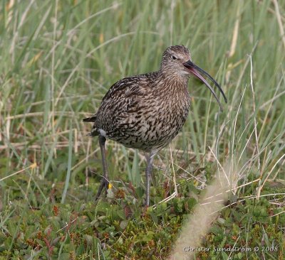 Eurasian Curlew