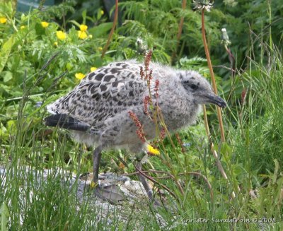 Greater Black-backed Gull, Chick