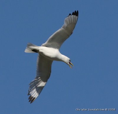 Black-legged Kittiwake