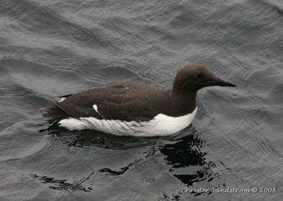 Common Murre