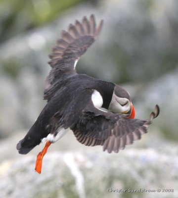 Atlantic Puffin