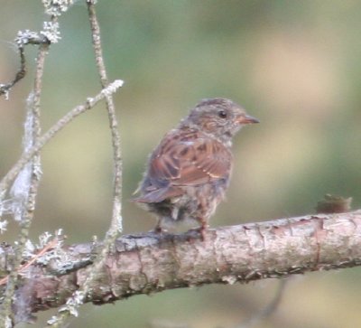 Hedge Accentor