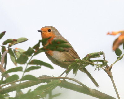 European Robin