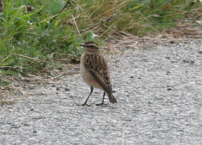 Whinchat