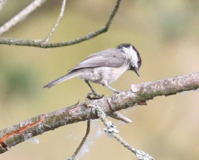 Willow Tit