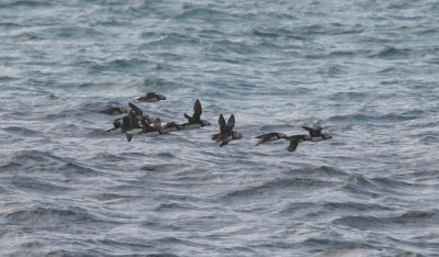 En liten flock Lunnefglar jagar till havs