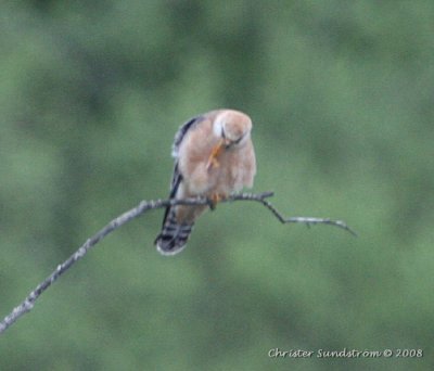 Red-footed Falcon