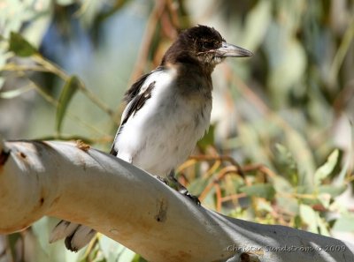 Pied Butcherbird, juvenil