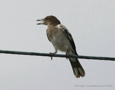 Pied Butcherbird, juvenil