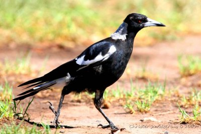 Australasian Magpie