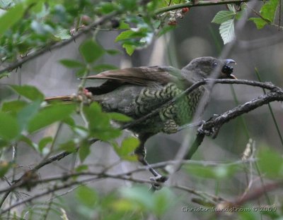 Atlasfågel, female