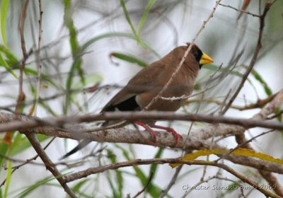 Masked Finch