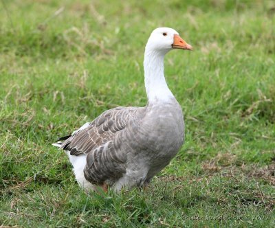 Grgs, domesticated geese /greylag goose genes