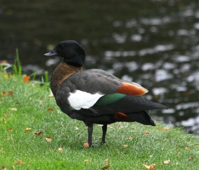 Paradisgravand, male