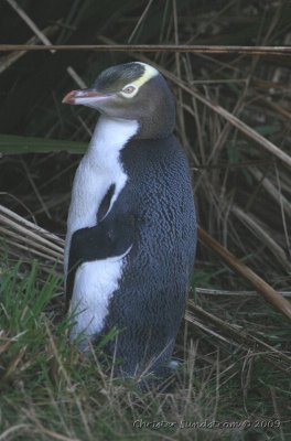 Gulgd pingvin