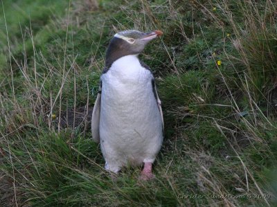 Gulgd pingvin