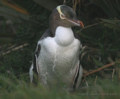 Yellow-eyed Penguin