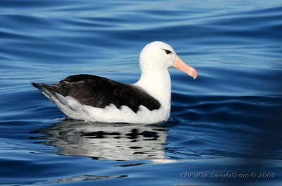 Svartbrynad albatross