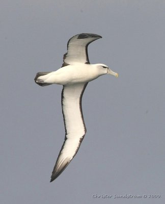 Grkindad albatross