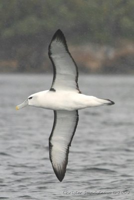 Grkindad albatross