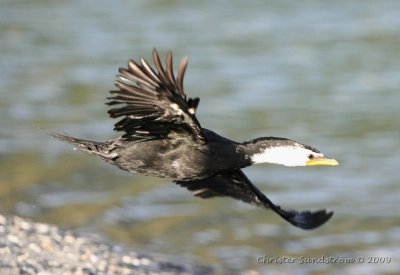 White-throated Cormorant