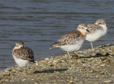Red-breasted Plover
