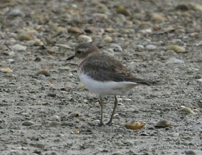 Double-banded Plover , juvenil