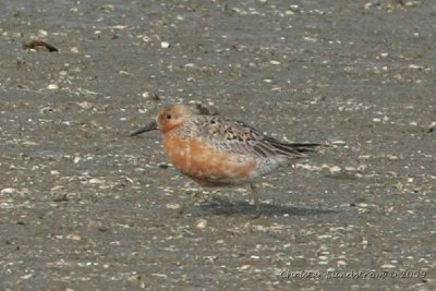 Red Knot