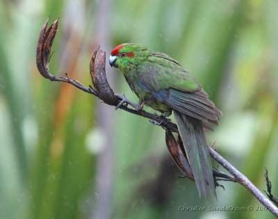 Red-fronted Parakeet