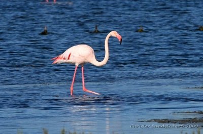 Strre flamingo