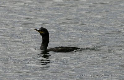 Toppskarv, ssp. desmarestii 