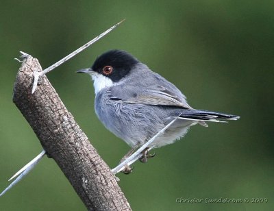 Sammetshtta, male