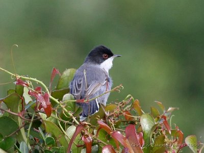 Sammetshtta, male