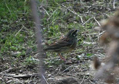 Cirl Bunting