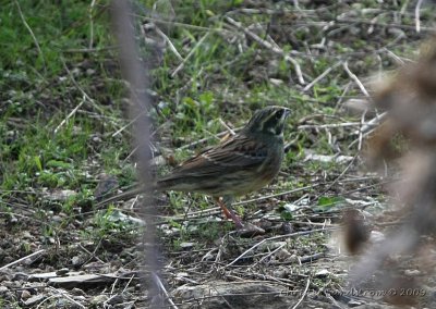 Cirl Bunting