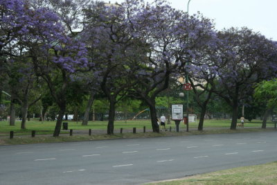 Vi ger oss genast ut p en stadsrundtur i Buenos Aires med blommande Jacarandatrd