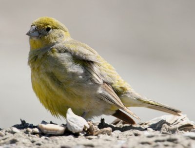 Patagonian Yellow-Finch ser vi efter stigen