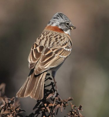 Liksom denna Rufous-Collared Sparrow