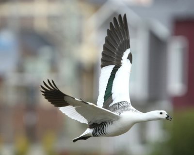 En Upland Goose hane kom flygande